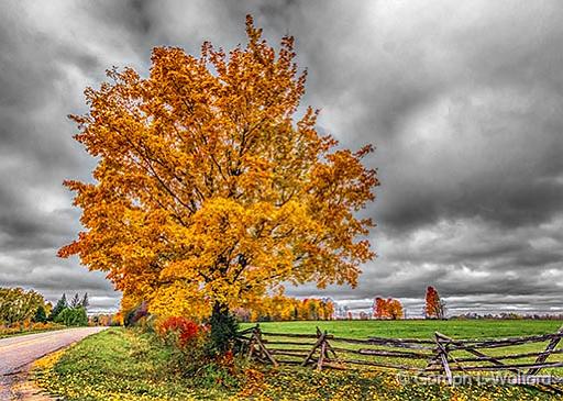 Autumn Tree_46153-5.jpg - Photographed near Lombardy, Ontario, Canada.